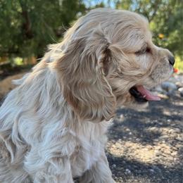 Boy 2 - Buff male Cocker Spaniel puppy in Trinidad, Colorado from Sweet Cockers