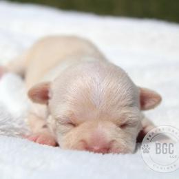 Haiku - Cream and white male Chihuahua puppy in Forsyth, Georgia from Brooks Grove Canines LLC