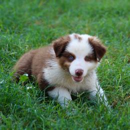 Verity (Pink) - Red tri-color female Australian Shepherd puppy in Navasota, Texas from Triple MMM Kennel