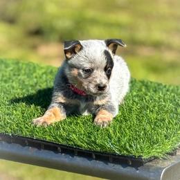 Pink collar - Blue speckled female Australian Cattle Dog puppy in Spokane, Washington from 4D Cattle Dogs