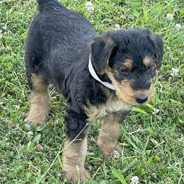 Airedale Terrier Puppies from Seaquest Airedales