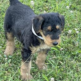 Airedale Terrier Puppies from Seaquest Airedales
