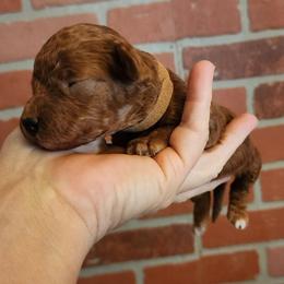 Miniature Brown Collar boy - Red  male Goldendoodle puppy in Los Molinos Ca, California from Sunshine Sanctuary Doodles