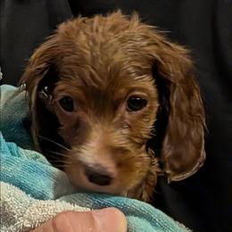 Nala - Red female Cockapoo puppy in Sunset, Louisiana from Cano Cockapoos