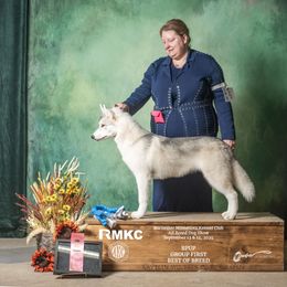 Flo - Siberian Husky