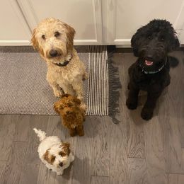 Goldendoodles from Jonesin for Doodles