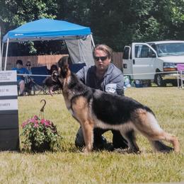 Cassy - German Shepherd