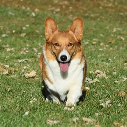Beth - Pembroke Welsh Corgi