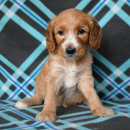 Aurora - Apricot female Goldendoodle puppy in Macedon, New York from Toodles Goldendoodles