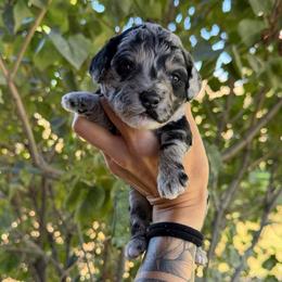 Rip - Merle male Goldendoodle puppy in Horseshoe Bend, Idaho from Over the Moon Poodles and Doodles