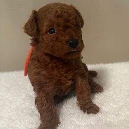 Autumn - Red  female Poodle puppy in Auburn, Alabama from Coasta J’s Poodles LLC