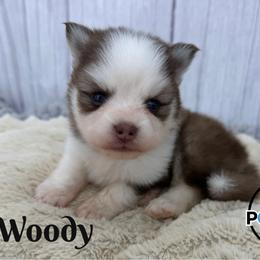 Woody - Red and white male Pomsky puppy in Eastman, Georgia from Once Upon A Pomsky