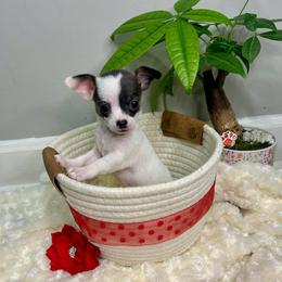 Callisto - Blue and white female Chihuahua puppy in Winston Salem, North Carolina from LaythStone