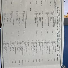 Cortina - Tiger female Perro de Presa Canario puppy in Orangeburg, South Carolina from Stephanie Ruiz