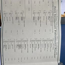 Cortina - Tiger female Perro de Presa Canario puppy in Orangeburg, South Carolina from Stephanie Ruiz