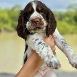 English Springer Spaniel Puppies from South Texas Springers