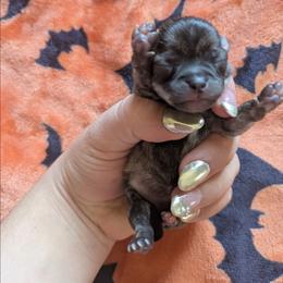 Lushie - Fawn brindled black female Chihuahua puppy in Amity, Pennsylvania from Baxters Chihuahuas