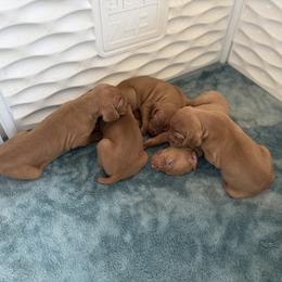 Vizsla Puppies from Firestone Vizslas