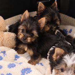 Luna - Black and tan female Yorkshire Terrier puppy in Phoenix, Arizona from Luxury Pups AZ