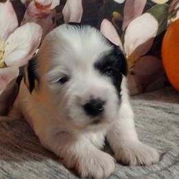 Coton de Tulear Puppies from Marilyn Edwards