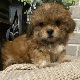 Girl 3 - Black gold and white female Shih Tzu puppy in Lexington, North Carolina from SCS Shih Tzus