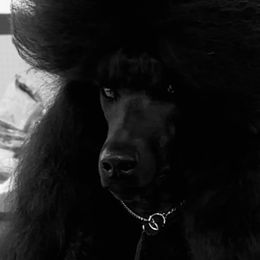 Poodles from Champagne Poodles