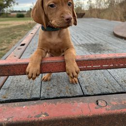 Black - Golden rust male Vizsla puppy in Sioux County, Iowa from Pheasant Poppers Vizslas