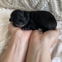 Bunny - Black and white female Schnoodle puppy in Lathrop, Missouri from RR Schnoodles