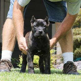 White Collar - Tiger female Perro de Presa Canario puppy in Pocahontas, Illinois from Cabeza Grande Kennel