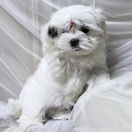 Maltese Puppies from Platinum Dunes Maltese Kennel