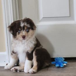 Wildner - Red merle male Miniature American Shepherd puppy in Bristol, Tennessee from Riverstone Aussies
