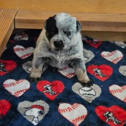 Bandit - Blue speckled male Australian Cattle Dog puppy in Cora, Wyoming from Lyla Hinman's Australian Cattle Dogs