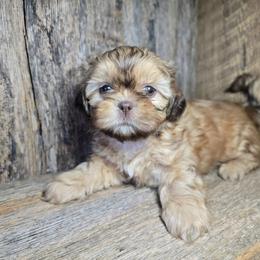 Tawny - Liver female Shih Tzu puppy in Mountain Grove, Missouri from Precious Puppies