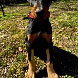 Red - Black and rust male Doberman Pinscher puppy in Medina, Tennessee from Valorosa Doberman Kennel