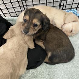 Dachshund Puppies from Dreamwork Dachshunds