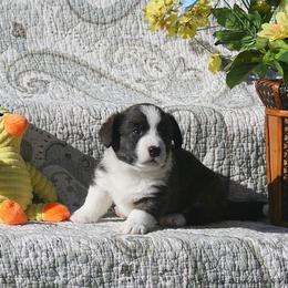 Valentino - Brindle and white male Cardigan Welsh Corgi puppy in Paonia, Colorado from Electric Mountain Cardigan Corgis