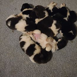 Newfoundland Puppies from Heinrich Family Newfoundlands