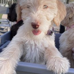 Labradoodles from The Beachin Doodles