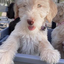 Labradoodles from The Beachin Doodles