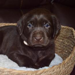 Benelli - Chocolate female Labrador Retriever puppy in Hillman, Michigan from Northrop Farm
