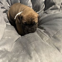 Girl 4 - Red female Bullmastiff puppy in Otisfield, Maine from Boulder Ridge Kennels