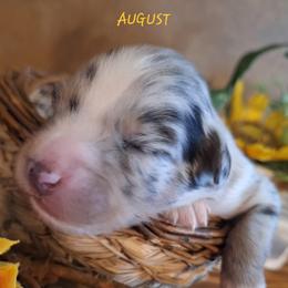 AUGUST - Blue merle male Australian Shepherd puppy in Salem, Arkansas from Patchwork Kennels