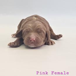 Pink Female - Red female Cockapoo puppy in Mocksville, North Carolina from Hunting Creek Farm & Kennel