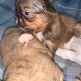 Girl 2 - Red female Shih Tzu puppy in Springfield, Missouri from Lopez Family Tails
