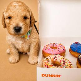 Arbor - Apricot male Goldendoodle puppy in Camden, North Carolina from Oopsie Doodles of NC