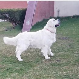 Remu - Golden Retriever