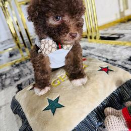 S'Mores - Brown male Maltipoo puppy in Sugar Land, Texas from Celebrity Maltipoos