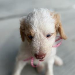 Meet panda boy red parti blu eyes - Parti male Double Doodle puppy in Yoakum, Texas from The Scott’s Dood Ranch
