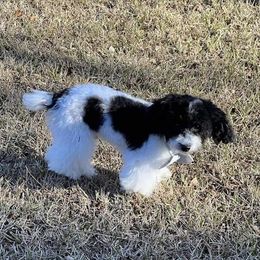 Opie - Poodle