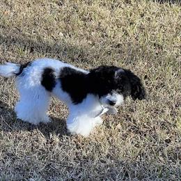 Opie - Poodle